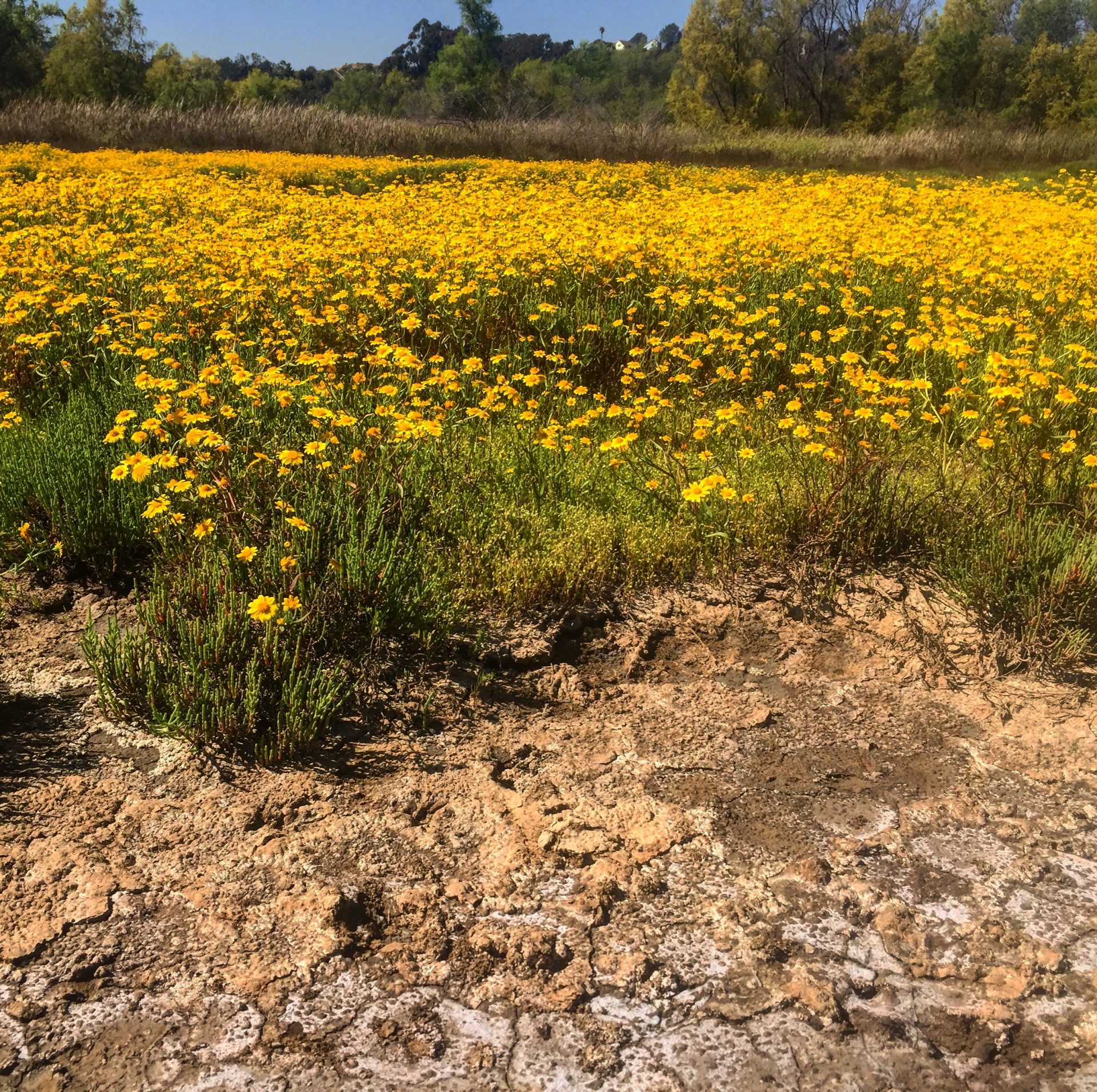 Field of Golden flowers (Lasthenia Glabrata)