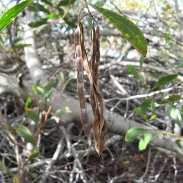 Long brown dried seed pods dangling from branch