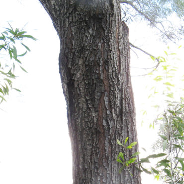 Trunk of mature tree with brown bark