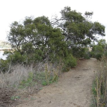 Large green tree growing alongside trail