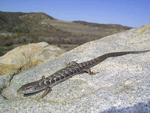 San Diego Alligator Lizard Nature Collective