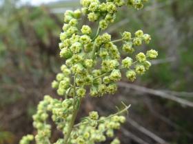 small flower heads of Palmers Sagewort