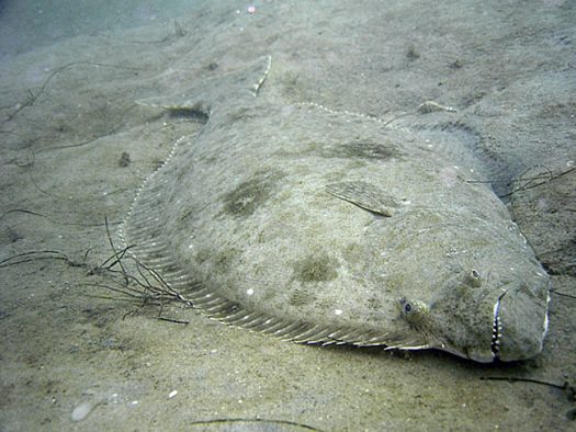 California Halibut | Nature Collective