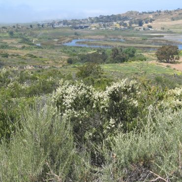 white flowers and green bushes overlooking the east basin