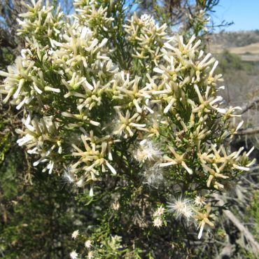 bush with white tubes coming out
