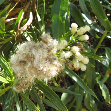 mass of cotton-like flower heads from the mule fat plant