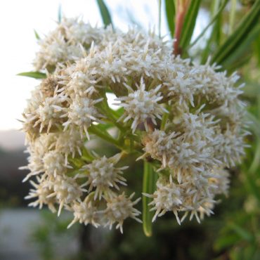 white round spikes flower heads of the male Mule Fat plant