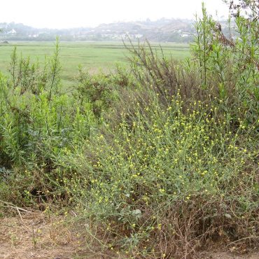 Mustard bush on hillside surrounded by brush