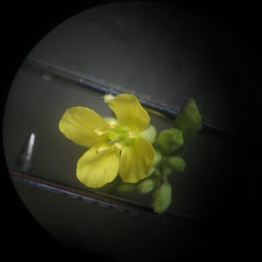 mustard flower under microscope characterized by four petals and six stamen