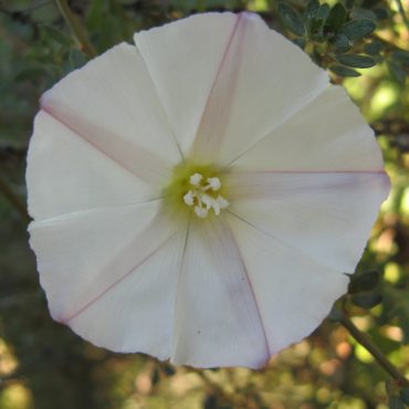 white flower with stripes inside