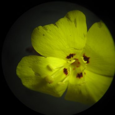 microscopic view of yellow flower with one red dot on each petal