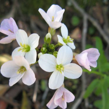 white and light pink flowers