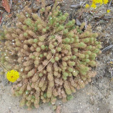 bush on ground with cluster of spiked stems