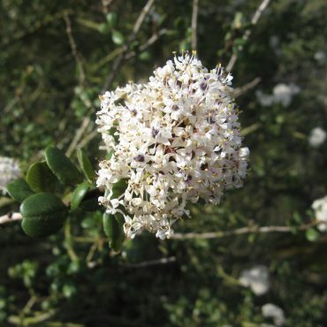 tiny white flowers bunched on branch