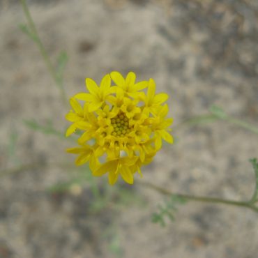 close up of round yellow pincushion flower