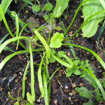 green plant with long stems
