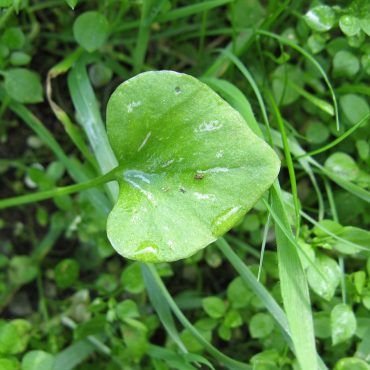 heart shaped green leaf
