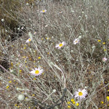 brush with single light pink flowers with yellow center