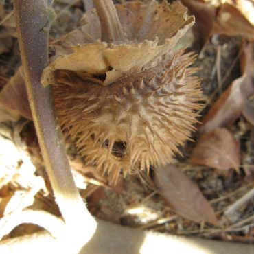 dried spiked seed pod