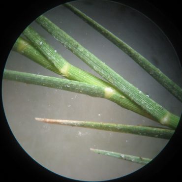 microscopic view of green stem