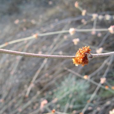 thin stick with small orange flower on itTe