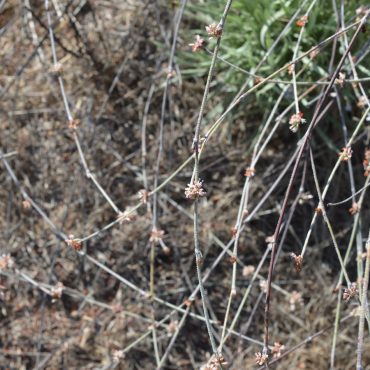 thin stick plant with flowers throughout branches