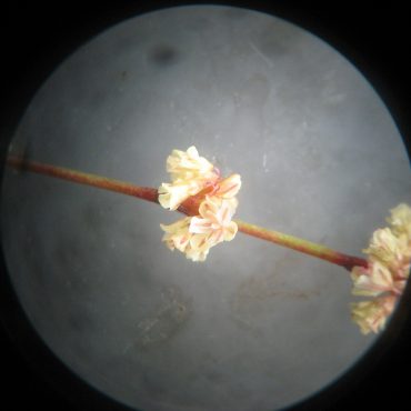 tiny white flowers on stem