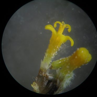 microscopic view of yellow flower bloomed