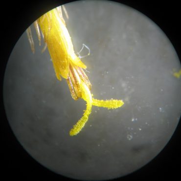 yellow disk flower with pappus showing anthers