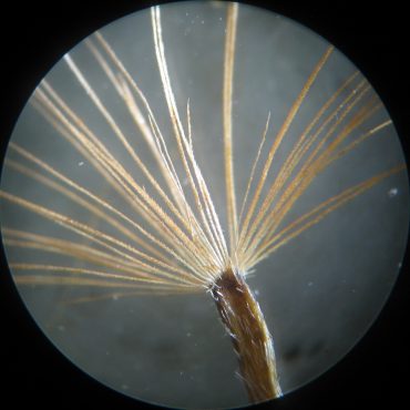 seed with pappas under microscope
