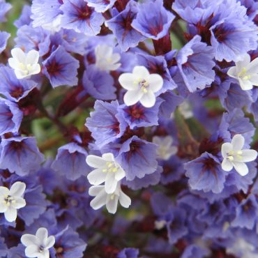 purple and white sea lavender blossoms