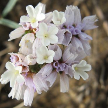 small white and purple flowers