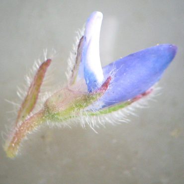 hairy stem with blue flower attached