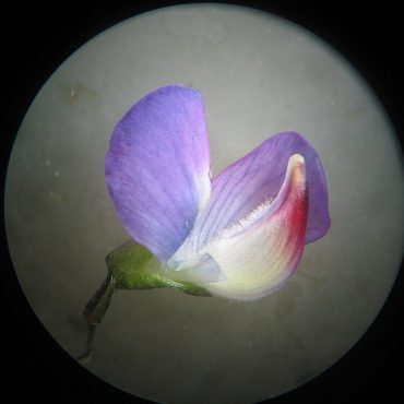 microscopic view of purple flower open with red tipped petal