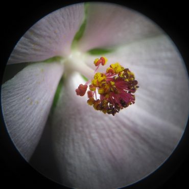 microscopic view of pollen seedling inside flower