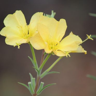 Two yellow flowers on one stem