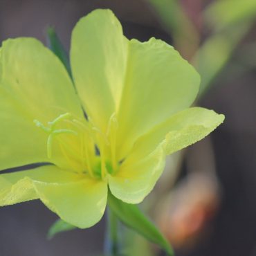 close up of yellow flower with 4 double sided petals
