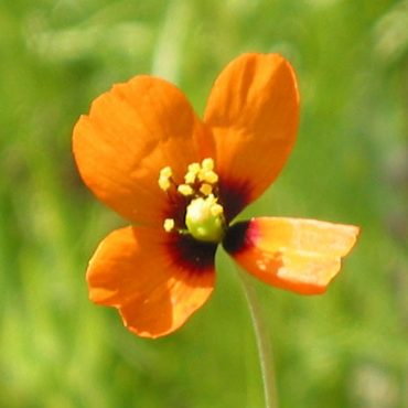 orange flower with 4 petals