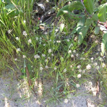 weeds topped with white flower