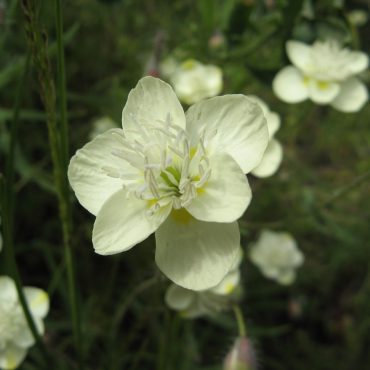 6 petal white flower