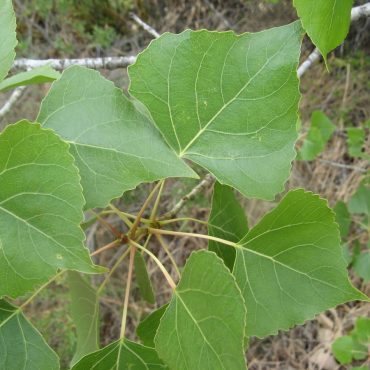 cluster of heart-shaped green Fremont Cottonwood leaves