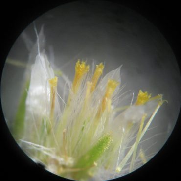 Portion of the flower head exhibiting large florets and fine bristles of the pappus