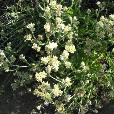 bush of blooming cream/white colored flowers surrounded by green leafy stems