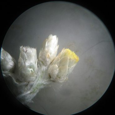 Microscope image of bicolor everlasting buds