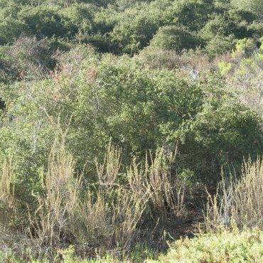 low growing Nuttall's Scrub Oak surrounded by brush