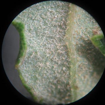 microscopic image of white stellate trichomes on lower leaf surface