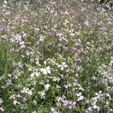 purple flowers in field
