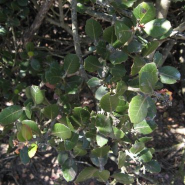 Green oval leaves on branch