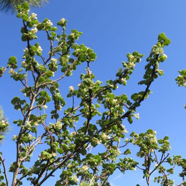 tree branches with green spotted leaves and white flowers