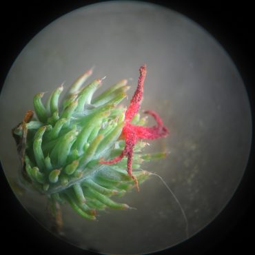 spiky green bulb with red pieces extending off